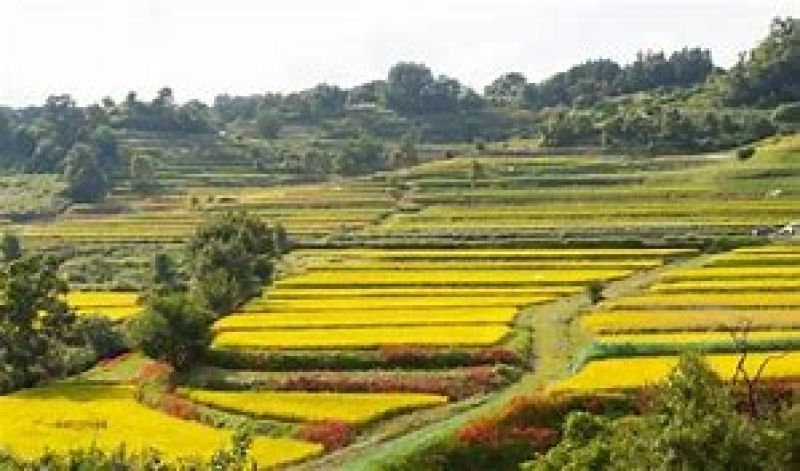 Nara Private Tour - Landscape of Yamanobe no michi 