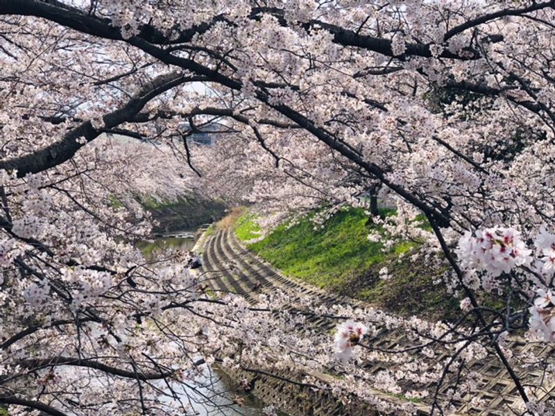 Kyoto Private Tour - Cherry Blossam