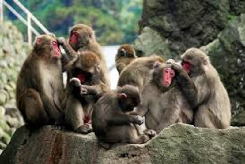 Fukuoka Private Tour - There are hundreds of wild monkeys awaiting you!