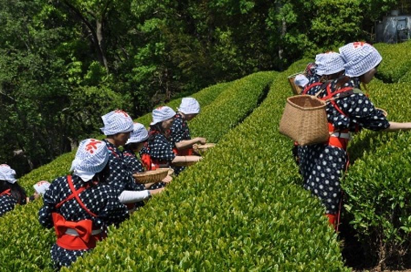 Other Shizuoka Locations Private Tour - Optional: Tea leaves picking (Spring & Fall limited)