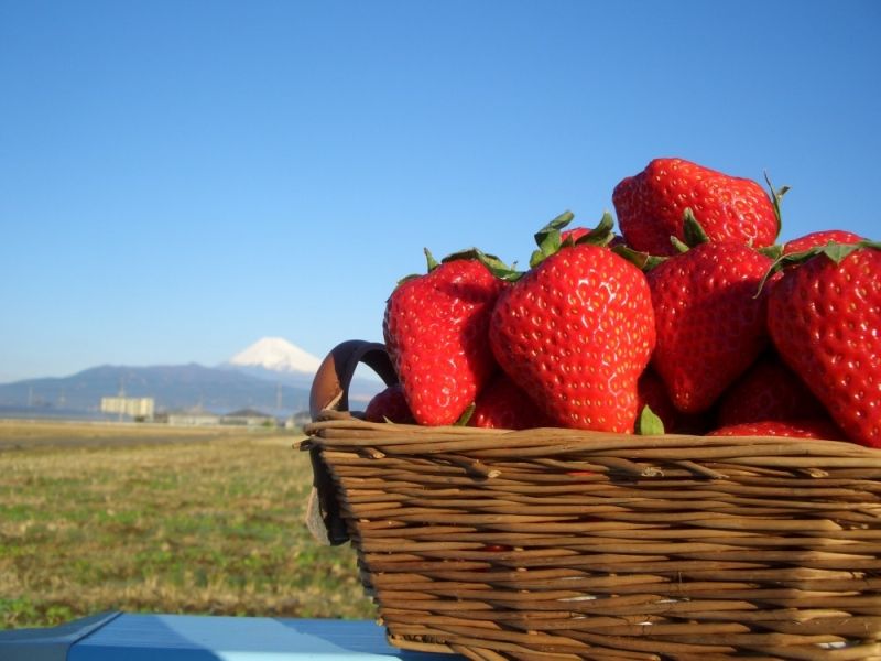 Other Shizuoka Locations Private Tour - Strawberry picking experience (Jan-early May)