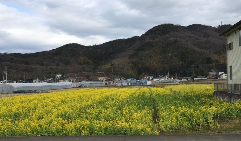 Other Shizuoka Locations Private Tour - The countryside in early Spring