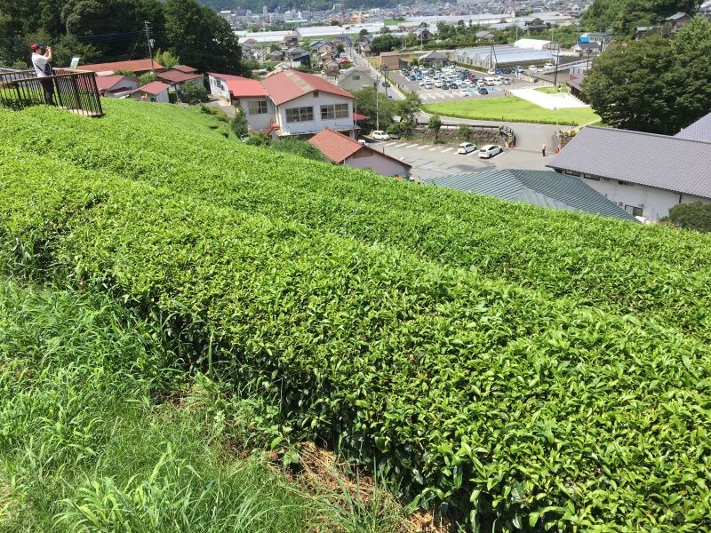 Other Shizuoka Locations Private Tour - Green tea farm