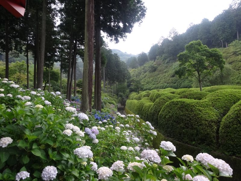 Kyoto Private Tour - Hydrangea garden in Mimuroto Temple (Best in June or early July)