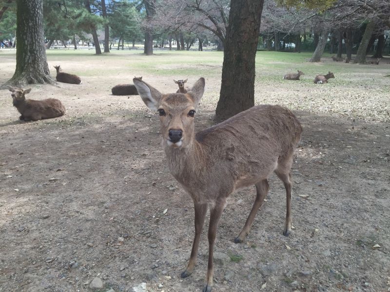 Nara Private Tour - Nara Park : Tame wild deer