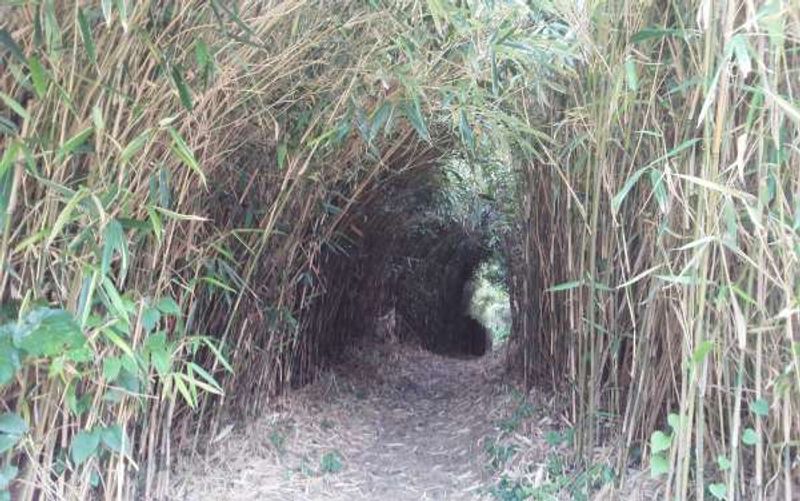 Sado Private Tour - Banboo tunnel connecting lower and upper part of Shukunegi