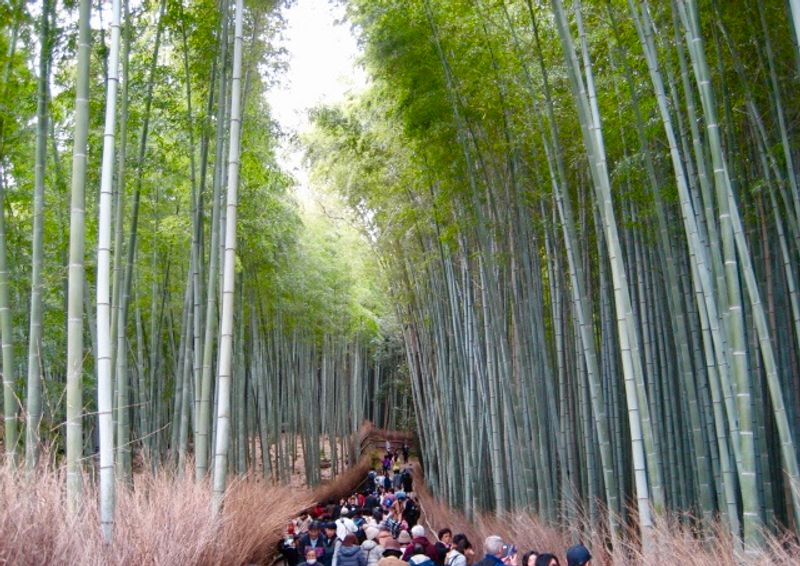 Kyoto Private Tour - Bamboo Grove at Arashiyama.