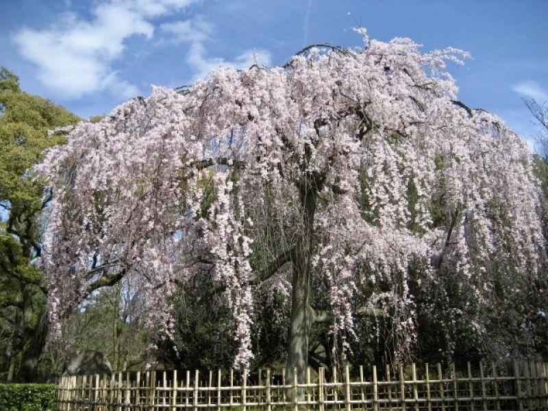 Kyoto Private Tour - Cherry blossoms in the Kyoto Imperial Palace Park.