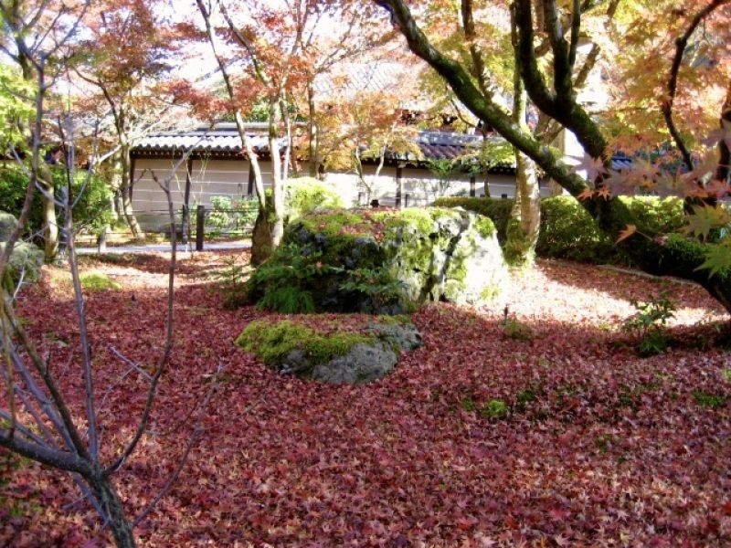 Kyoto Private Tour - Eikando-temple, autumn leaves meet with green moss plant.