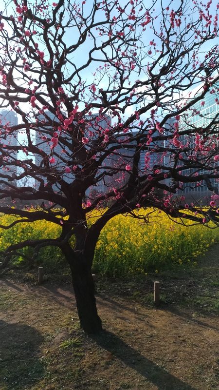 Tokyo Private Tour - The flower garden at Hama-Rikyu