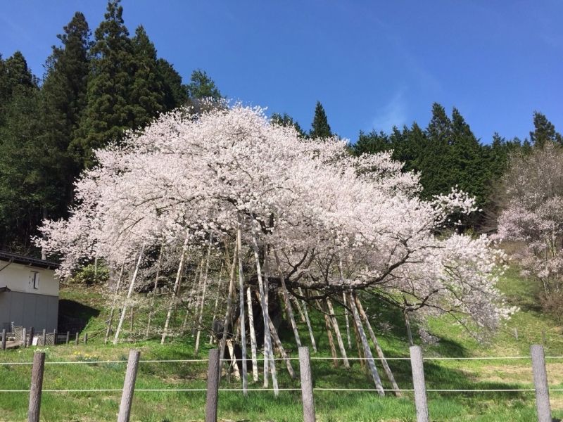 Takayama Private Tour - null