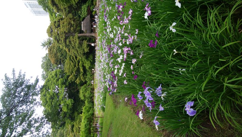 Tokyo Private Tour - Koishikawa Korakuen Garden