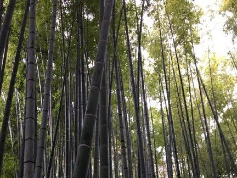 Kanagawa Private Tour - Hokokuji temple is well known as a bamboo temple. You can enjoy a bamboo garden in a quiet atmosphere unlike the one in Kyoto. 