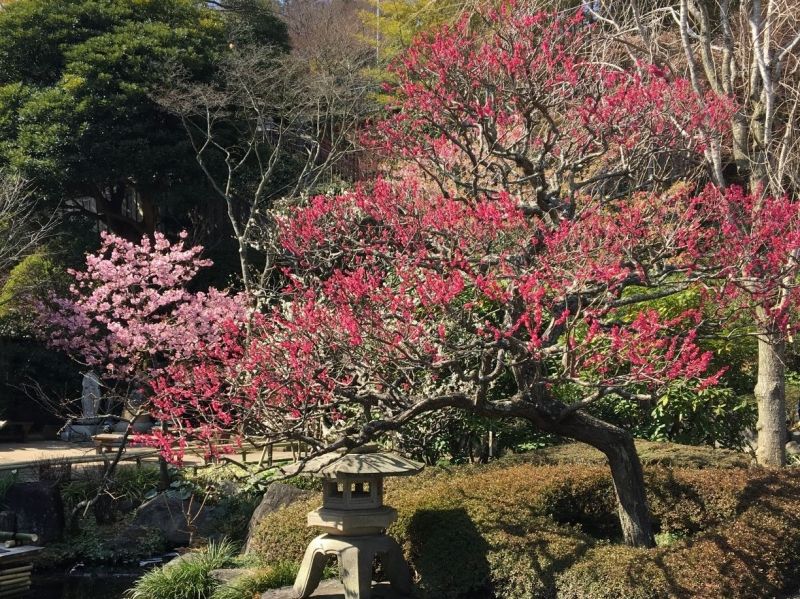 Kanagawa Private Tour - In Hasedera temple, you can enjoy seasonal flowers and sea views.