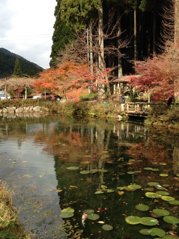 Gifu Private Tour - The pond is located next to a small shrine in a serene small vilage.