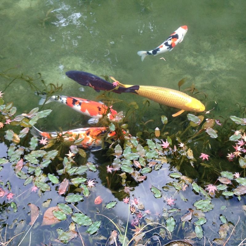 Gifu Private Tour - You will meet many gorgeous carps, including golden fish with a face like humman's. It's really photogenic.