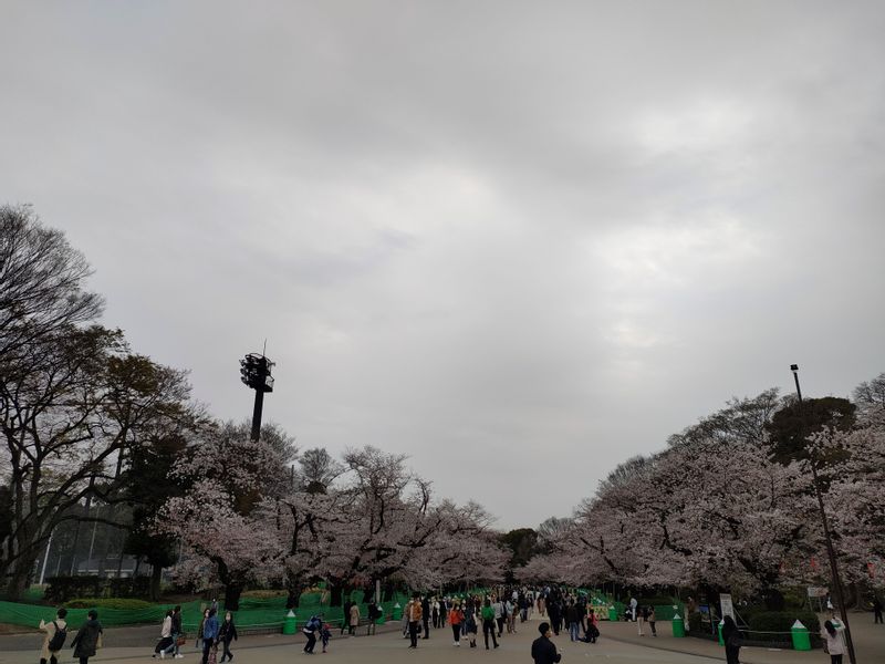 Tokyo Private Tour - Main stree in the Ueno Park (Spring only)