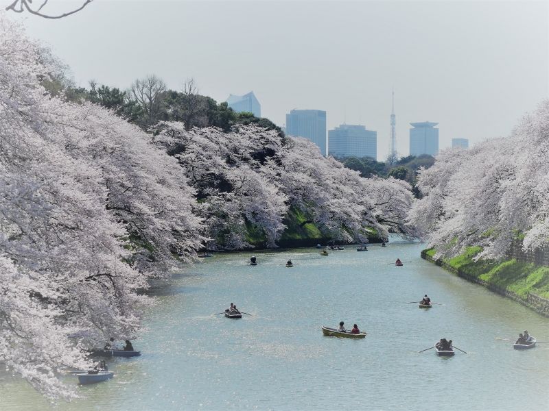 Tokyo Private Tour - Cherry blossom around the Imperial Palace (Spring only)