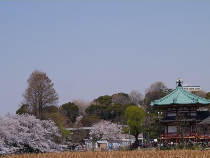 Tokyo Private Tour - Flower around the Ueno park  (Spring only)