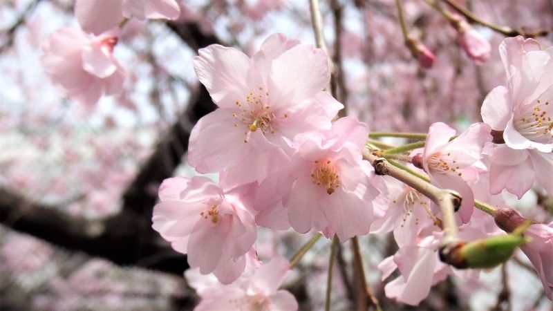 Tokyo Private Tour - Pink cherry flowers  (Spring only)