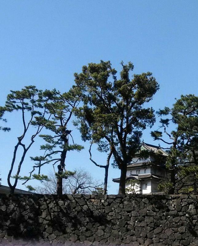 Tokyo Private Tour - Covered with a lot of pine trees, taking part in a tour in English for walking around inside the imperial palace.