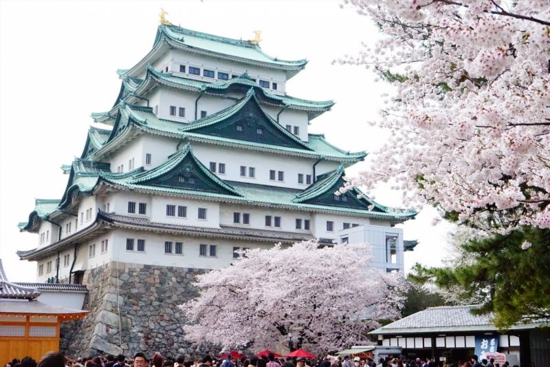 Nagoya Private Tour - Nagoya castle with Sakura/Cherry blossoms.