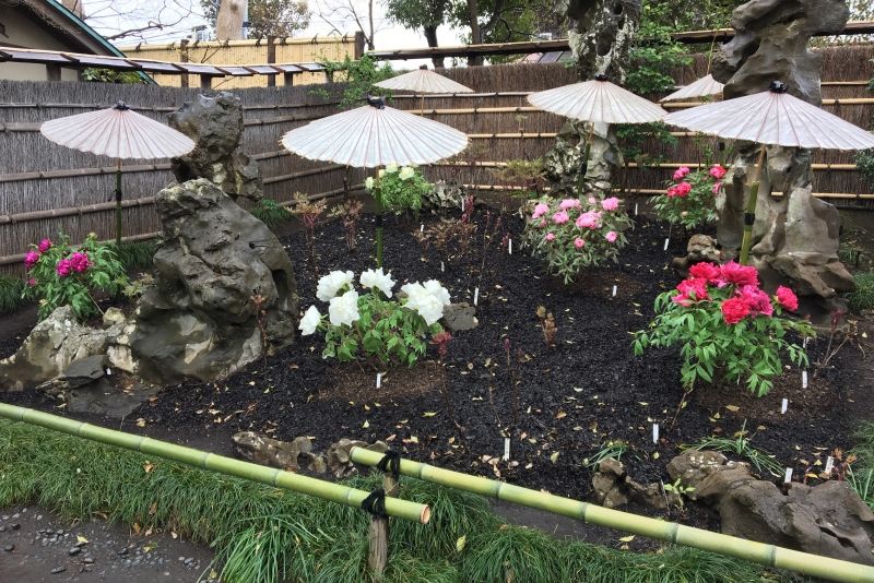 Kamakura Private Tour - Peony Garden