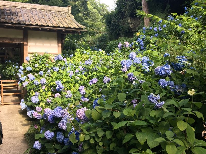 Kamakura Private Tour - null