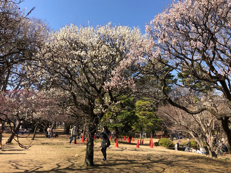 Tokyo Private Tour - [Feb]  The plum blossoms are in full bloom in Tokyo. These  tell us the cherry blossom season comes in six weeks. (Koganei Park, 2021-Feb-14)