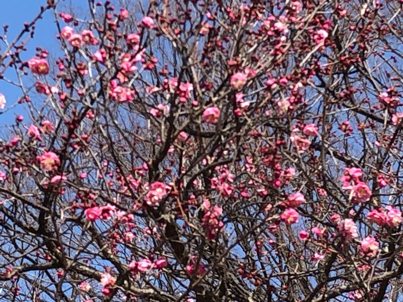 Tokyo Private Tour - [Feb]  Both pink and white plum blossoms are in full bloom. (Koganei Park, 2021-Feb-14)