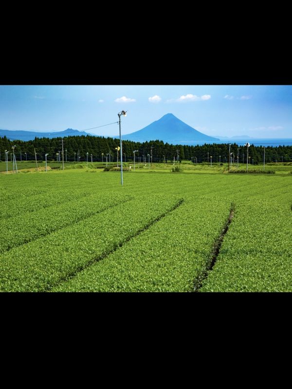 Kagoshima Private Tour - Green tea fields