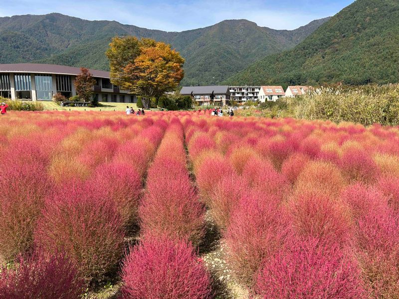 Tokyo Private Tour - Kocia in autumn