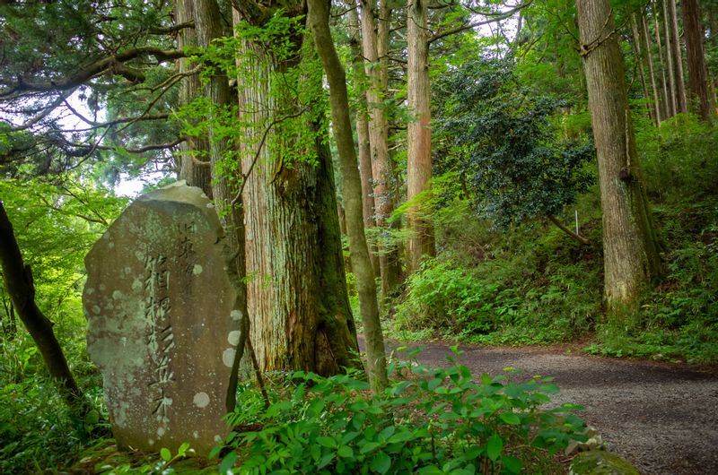 Tokyo Private Tour - (Option C) Old cedar promenade