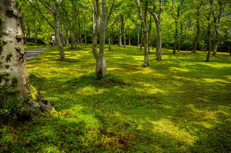 Tokyo Private Tour - (Option B) Hakone Art Museum boasts beautiful moss garden besides its art work displays.