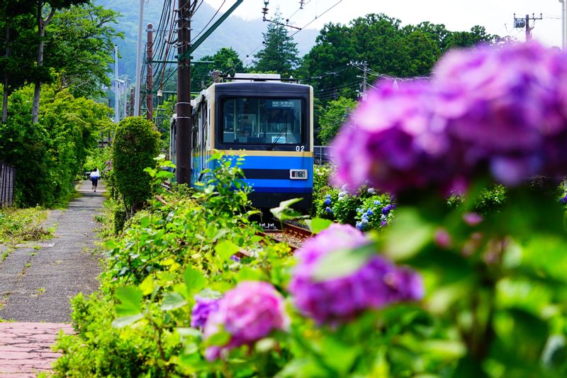 Tokyo Private Tour - Cable Car can go up steep slope of mountain between Sounzan and Gora. Very pretty in hydrangea season.