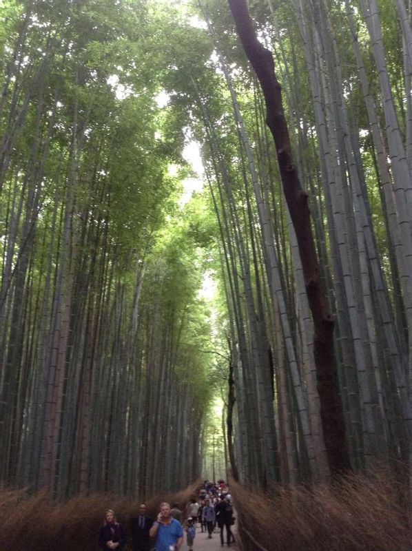 Kyoto Private Tour - Bamboo forest in Arashiyama
      You can see very beautiful Bamboo Forest.
      There are many bamboo along a path. You can take nice pictures.
      Moreover, there are many scenic spots in Arashiyama.
      Tenryu-ji temple, Togetsu-Kyo Bridge and Monkey Park (you can feed wild monkeys.) etc..        