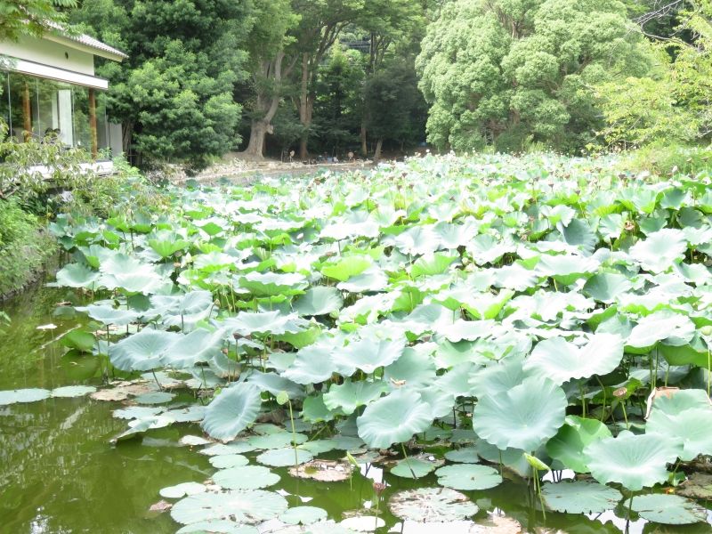 Kamakura Private Tour - Lotus pond of Tsurugaoka Hachimangu Srine