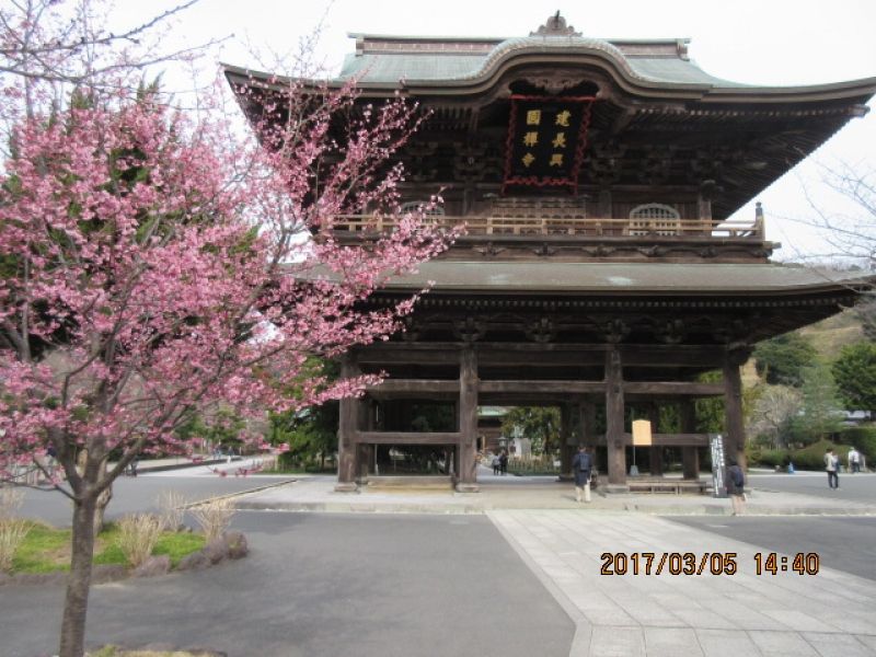 Kamakura Private Tour -  Kenchoji Temple (first among the Five Great Zen-temples in Kamakura founded in 1253)