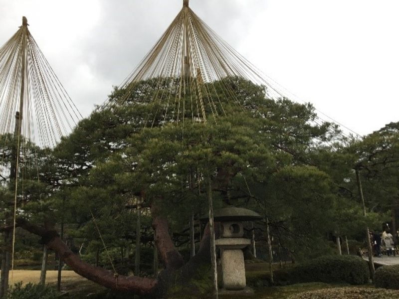 Kanazawa Private Tour - Karasaki-matsu (pine tree)