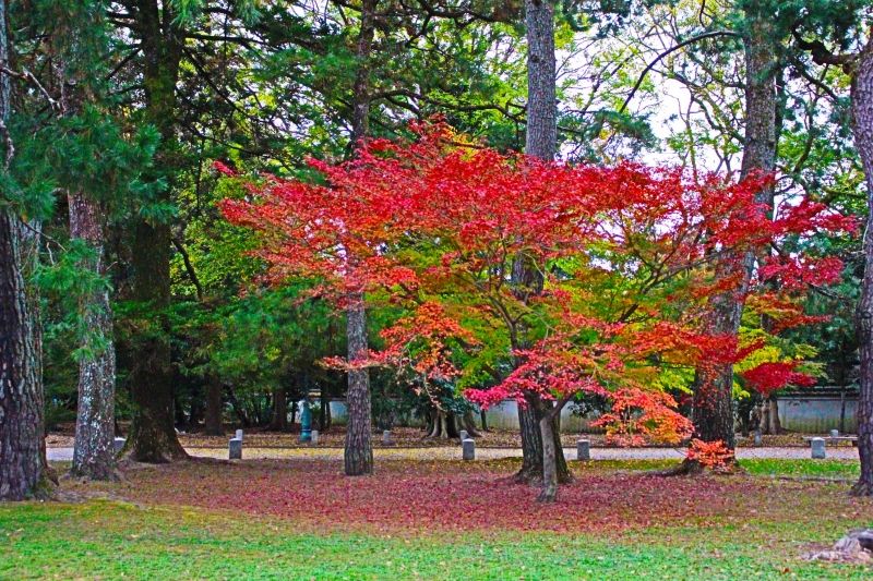 Kyoto Private Tour - null