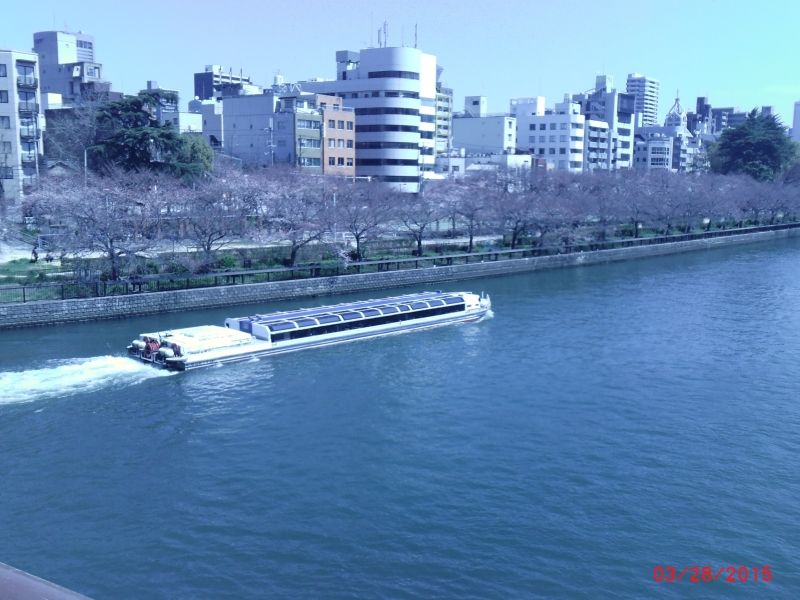 Osaka Private Tour - Oukawa river / Spring has come. Cherry blossoms are blooming.