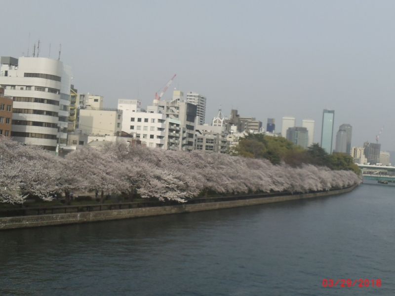 Osaka Private Tour - Oukawa river of Cherry season