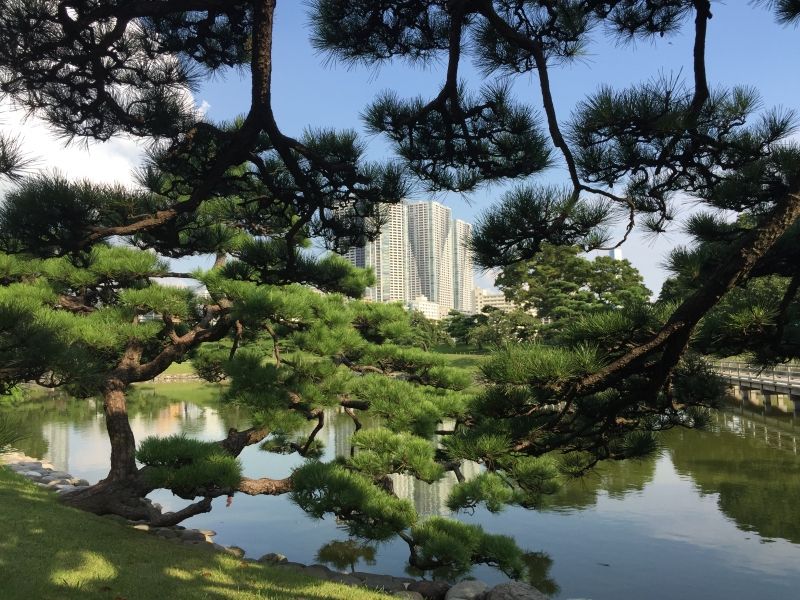 Tokyo Private Tour - Hamarikyu Gardens boast contras between traditional beauty of nature and high-rise Shiodome district buildings. 
