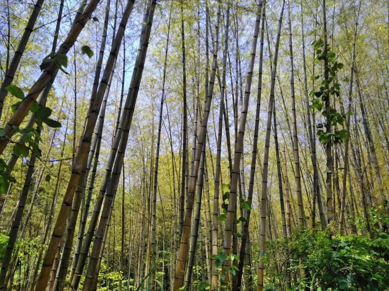 Gifu Private Tour - Bamboo forests