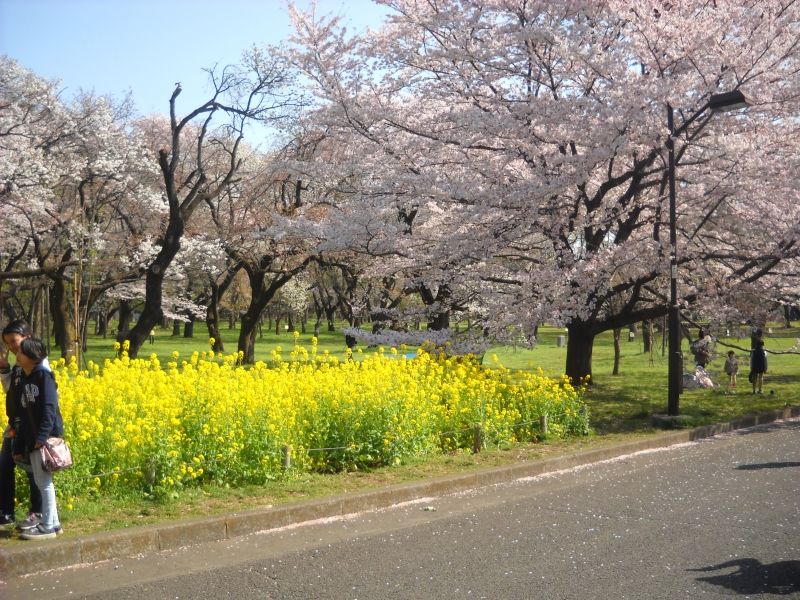 Tokyo Private Tour - Spring season only : 300 Cherry-blossom trees in Koganei Park, near museum.