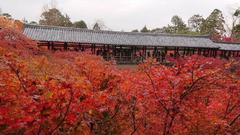Kyoto Private Tour - Tofukuji-temple