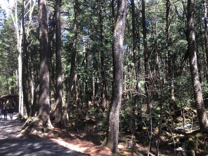 Mount Fuji Private Tour - Infinite caves in the area of Aokigahara-sea of trees located on the foot of Mt.Fuji. 