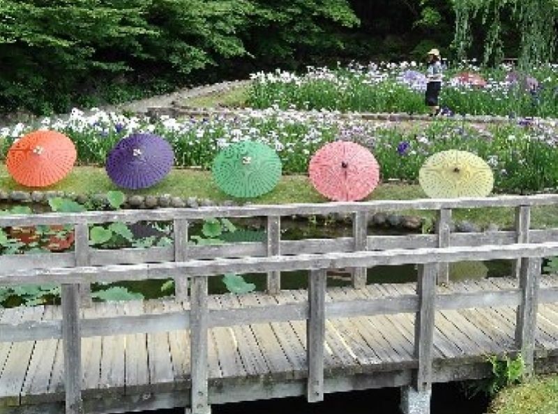 Nagoya Private Tour - colorful umbrellas and iris in Tokugawaen garden