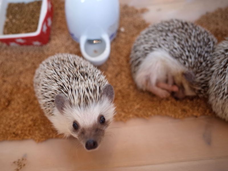 Tokyo Private Tour - (option) Lovely Hedgehog cafe