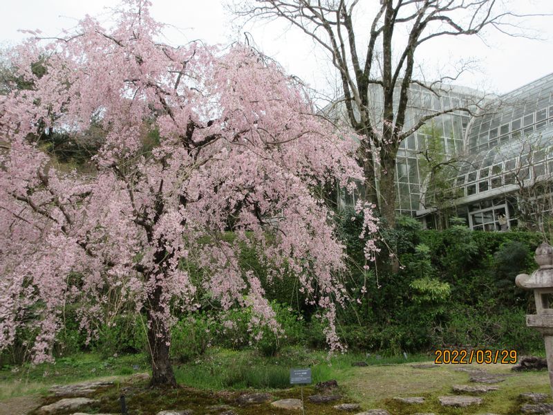 Kochi Private Tour - Makino Botanical Garden 